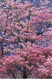 《血源》模拟器版达到4K＆100帧 完美运行指日可待